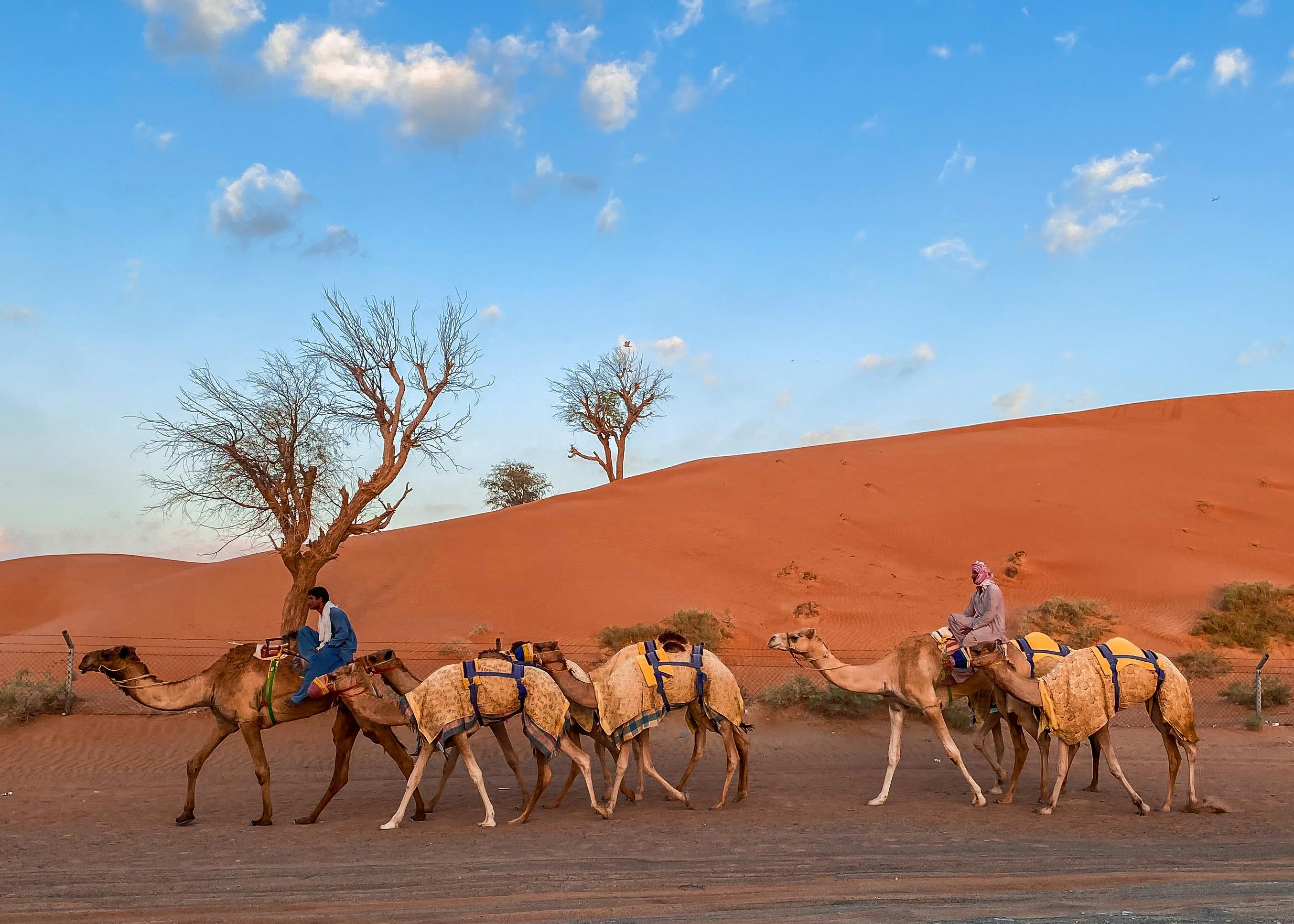 Camel Sunset Ride